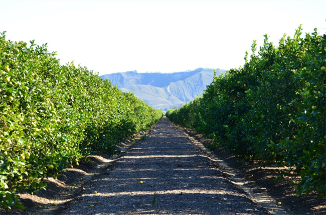 Crisis de precios del limón reduce en un 20% los ingresos de Limoneira mientras la empresa gira hacia el aguacate