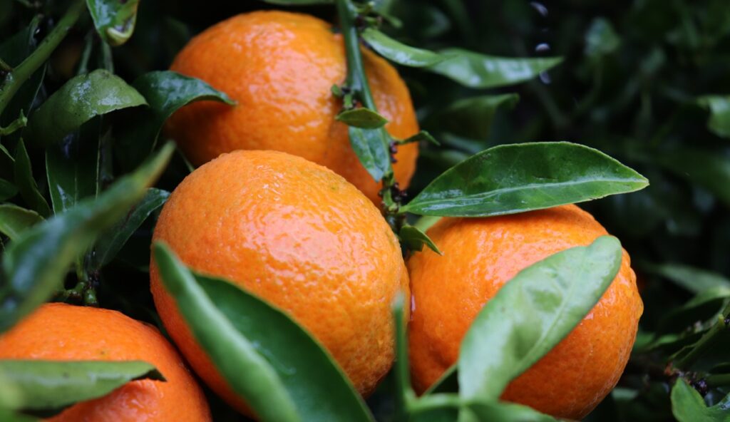 Plus Berries centra la campaña de cítricos en Huelva con la calidad de la mandarina Nova