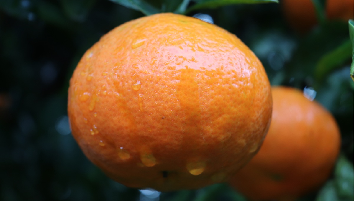Plus Berries centra la campaña de cítricos en Huelva con la calidad de la mandarina Nova