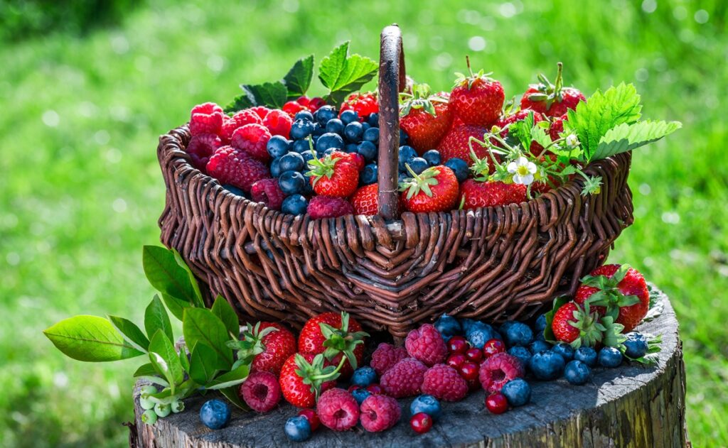 Industria de berries en México avanza hacia certificación laboral para exportaciones