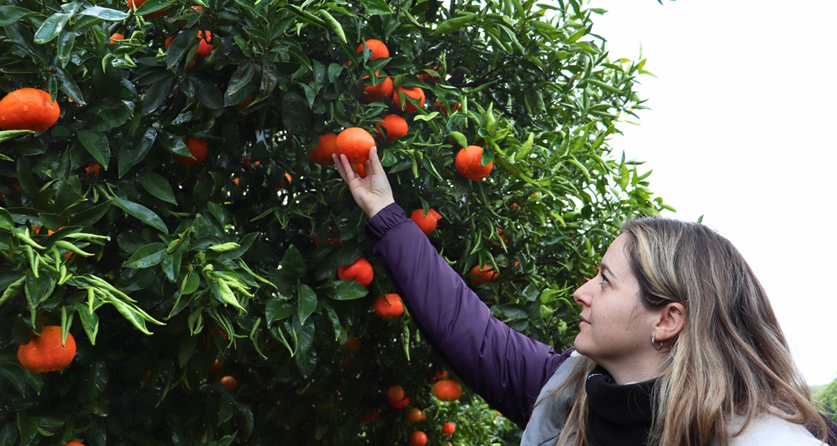 Plus Berries centra la campaña de cítricos en Huelva con la calidad de la mandarina Nova