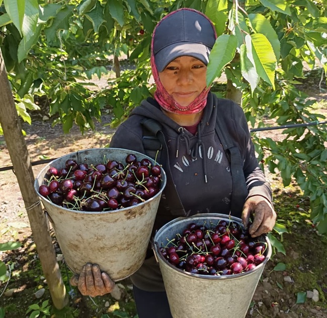Cosecha de cerezas de Copefrut destaca por altos estándares en plena temporada