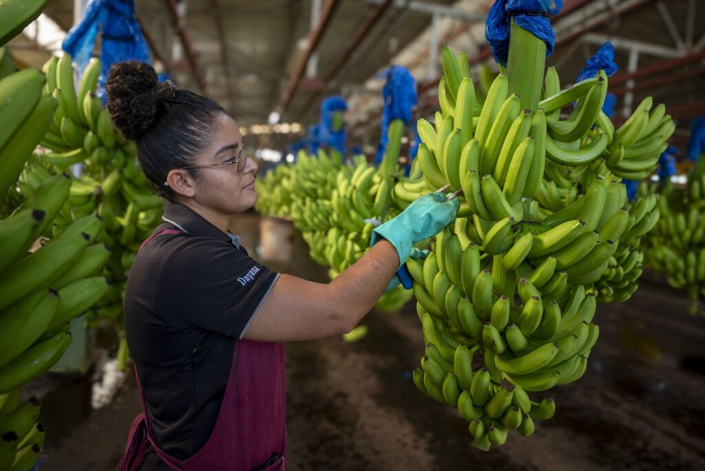 Corbana proyecta recuperación parcial del banano costarricense en 2026