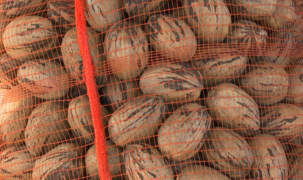 Autoridades argentinas certificaron el primer envío de nuez pecán a China