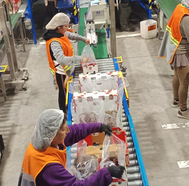 Cosecha de cerezas de Copefrut destaca por altos estándares en plena temporada