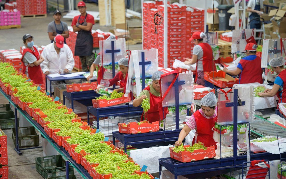 RIOblanco inicia la temporada de uva de mesa con foco en calidad, calibre y logística