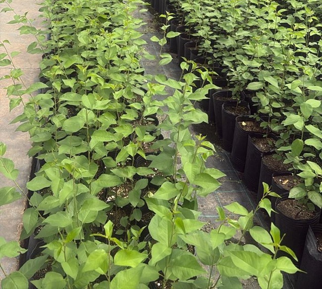 Cerezas en Argentina: Mendoza avanza en reconversión productiva material genético de alto nivel