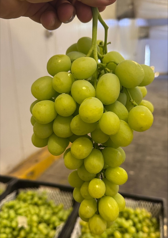 Unifrutti Chile comenzó la temporada de uvas en Copiapó
