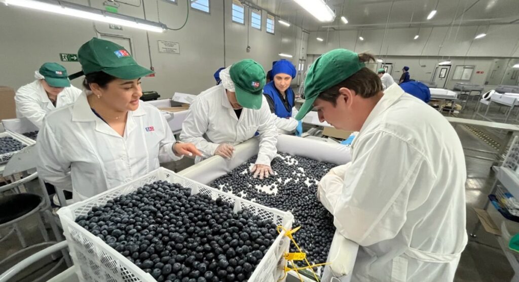 SAG inicia certificación de fruta fresca en Cabrero para el mercado estadounidense