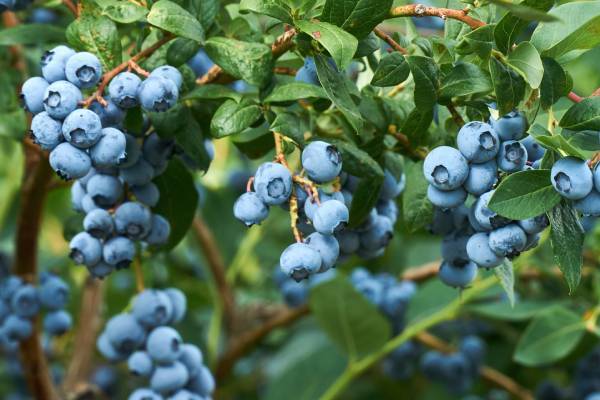 Fall Creek presentará nueva variedad de arándano de alto requerimiento de frío en Fruit Logistica 2026 3 SEKOYA Nova ‘FC15-173’ de Fall Creek