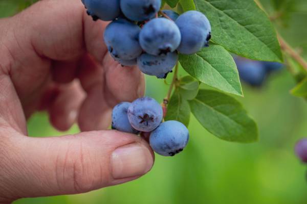 Fall Creek presentará nueva variedad de arándano de alto requerimiento de frío en Fruit Logistica 2026 4 Cosecha de arándanos de Fall Creek
