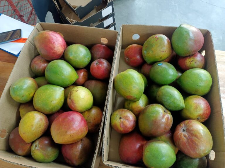 Bernardo Calvo, CEO de Sun World: “El mejoramiento genético debe entregar valor a toda la cadena de suministro”