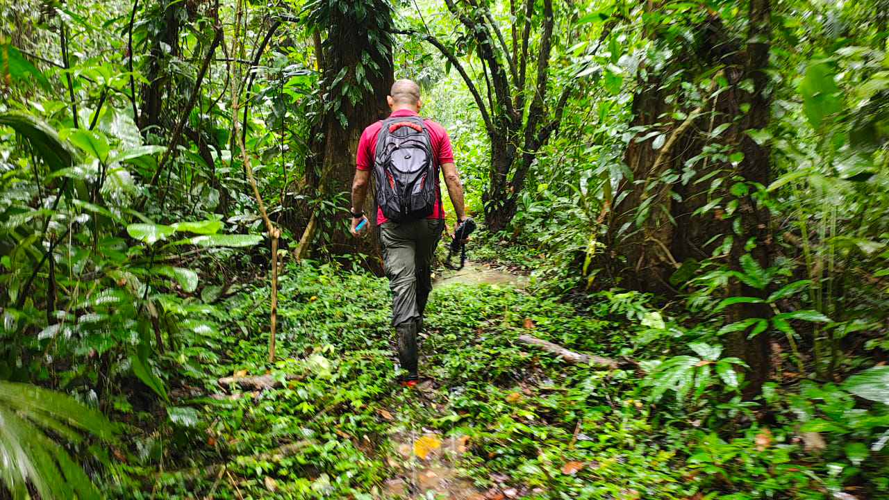 Costa Rica cámaras trampa en cultivo de Banano