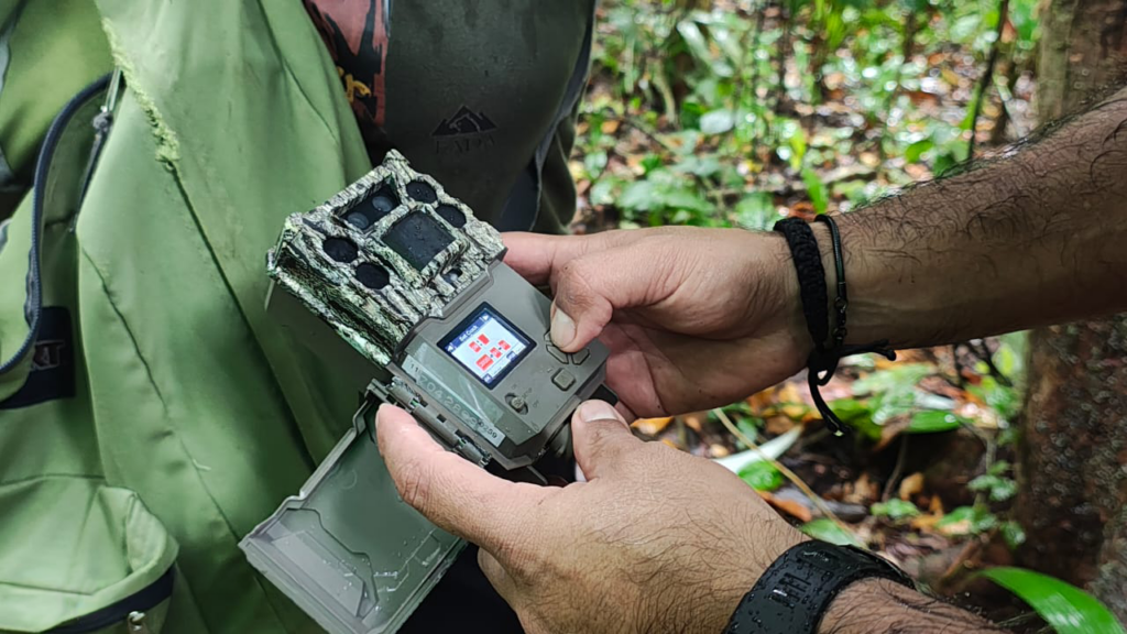 Cámaras trampa revelan la riqueza de fauna en bosque protegido por la industria bananera de Costa Rica