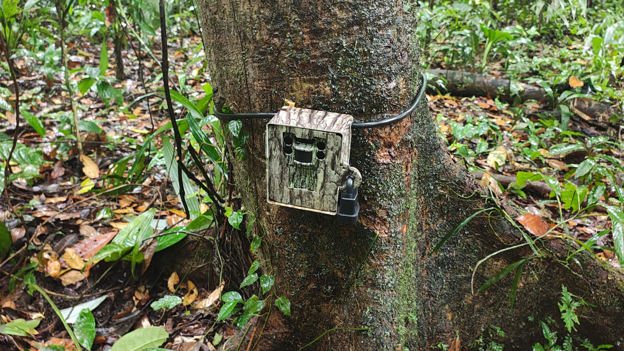 Investigación con cámaras trampa en cultivo de Banano