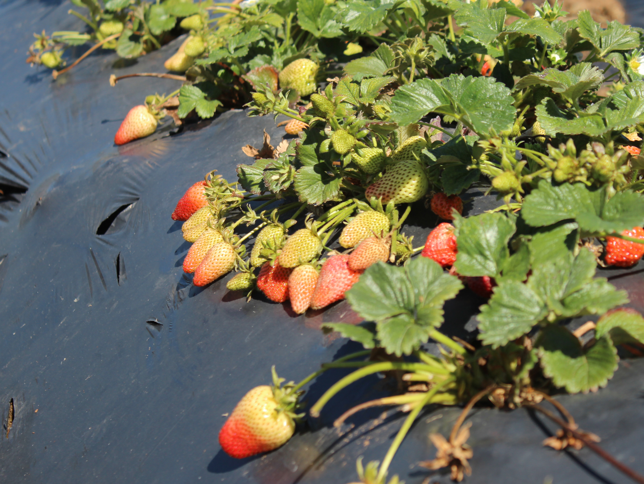 Innovadora tecnología logra extender la vida útil de la frutilla chilena 3 Cultivo de frutillas chilenas