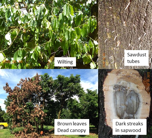 marchitamiento del laurel