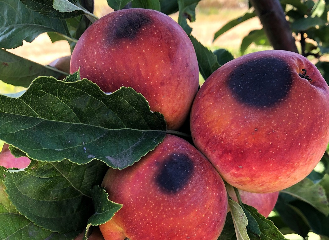 Daño en manzanas por golpe de sol