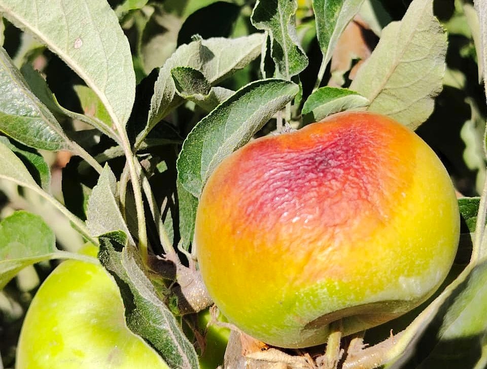 Mancha de sol en cultivo de manzana