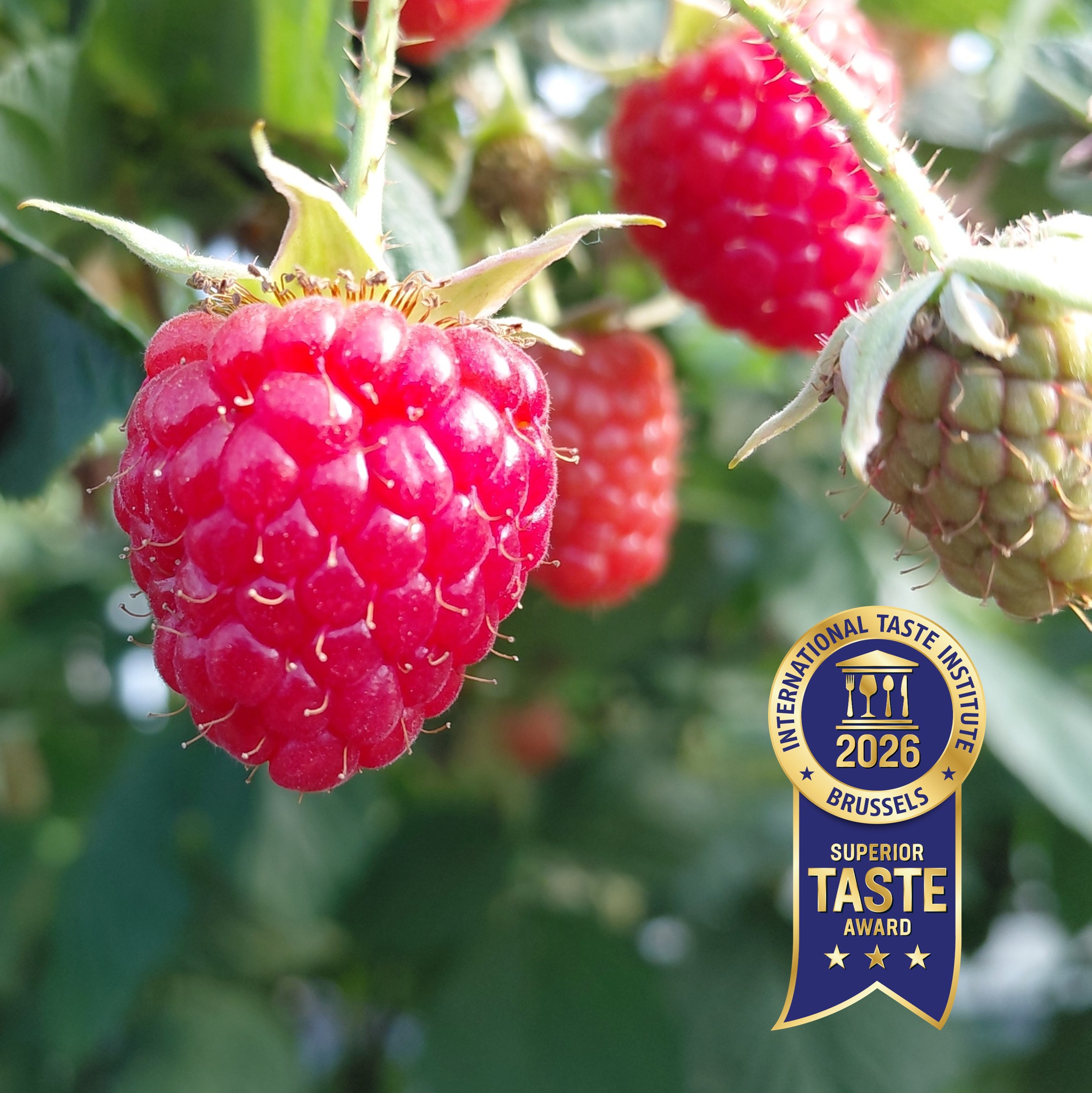 Frambuesa Pink Hudson® de Planasa es galardonada 3 Frambuesa Pink Hudson® de Planasa