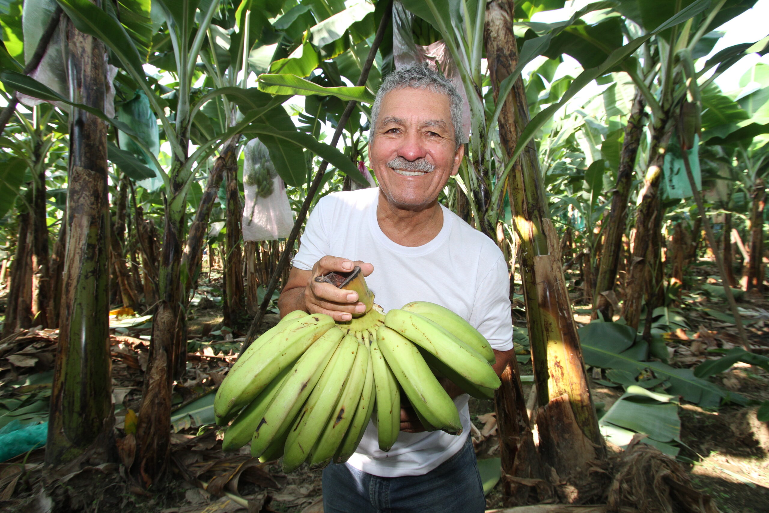 Banano peruano próximo a llegar al mercado de Argentina 