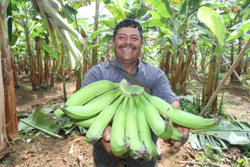 Banano peruano se prepara para llegar a Argentina