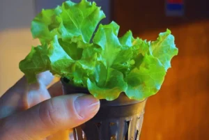 módulo hidropónico