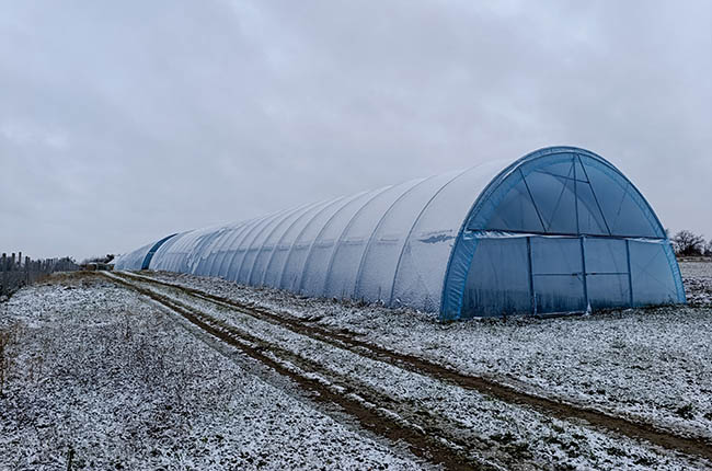 Productores de Florida y Georgia superan con éxito ola de frío invernal sin reportes de daños en cultivos 3 Nieve afecta a producción de cítricos de Florida