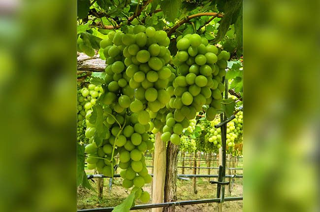 Producción de uvas Oppy en Perú 