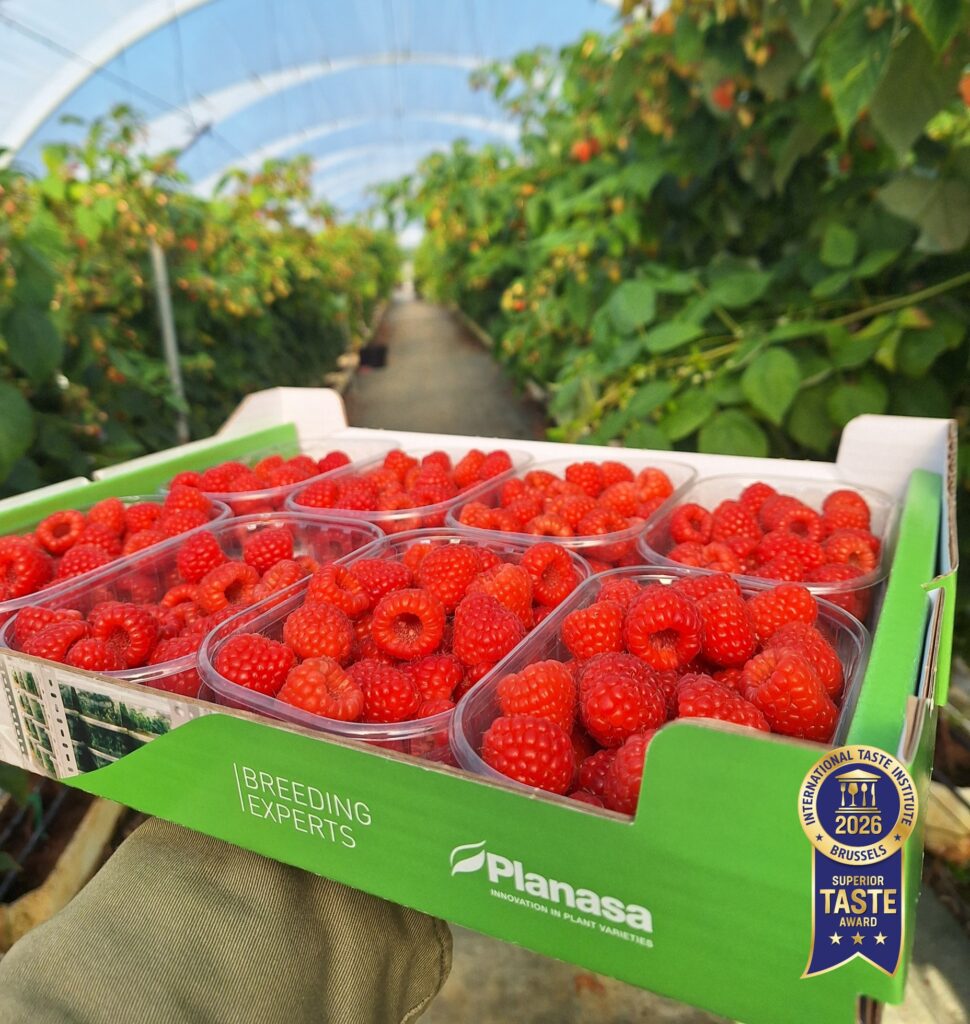 Frambuesa Pink Hudson® de Planasa es galardonada