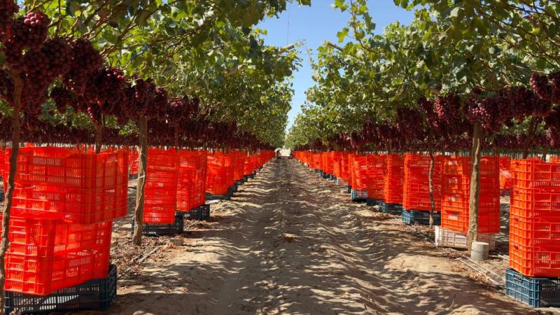 Hito del programa ITUM en Perú: Rose Caramel™ debuta con éxito en Ica