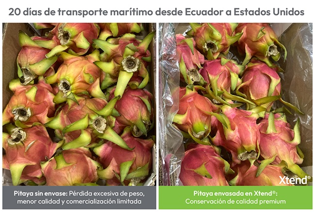 Tecnología de envasado de StePacPPC abre nuevas fronteras para la pitahaya 3 Tecnología de envasado de StePacPPC abre nuevas fronteras para la pitahaya