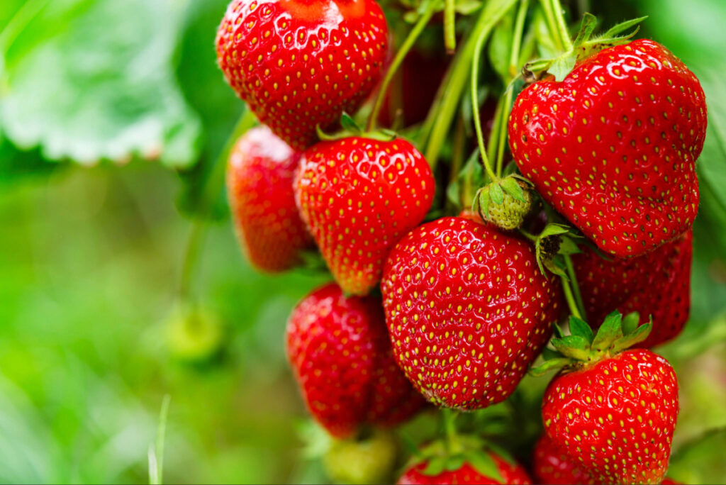 Las ventas de fresas impulsan un crecimiento récord en 2025 en EE.UU.