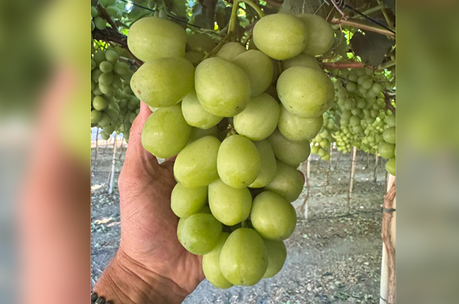 Cultivo de uva de mesa en Chile 