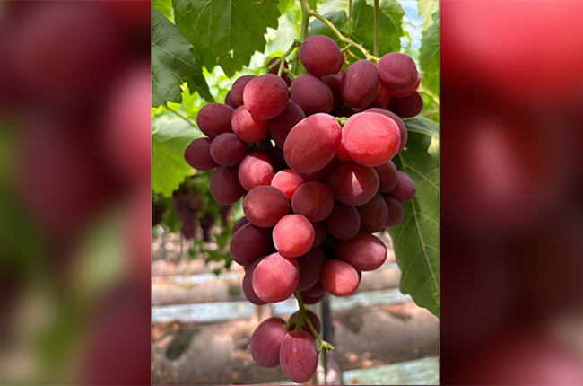 Producción uva variedad roja 