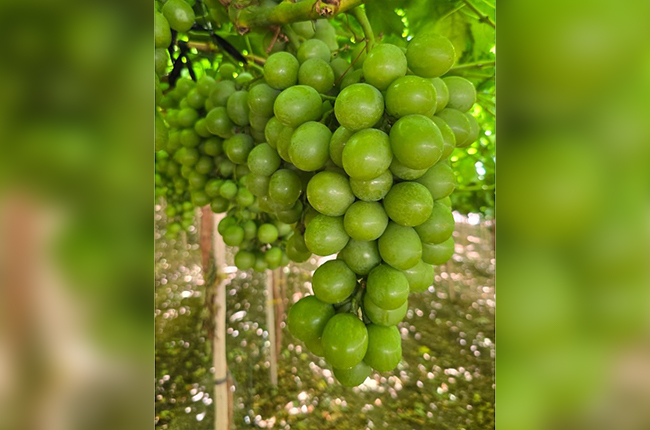 Producción de uva chilena