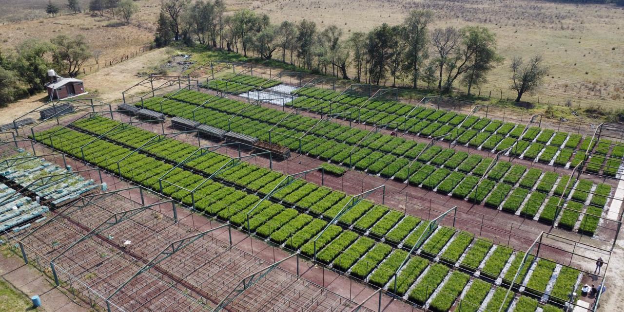 Proyecto forestal Apeam