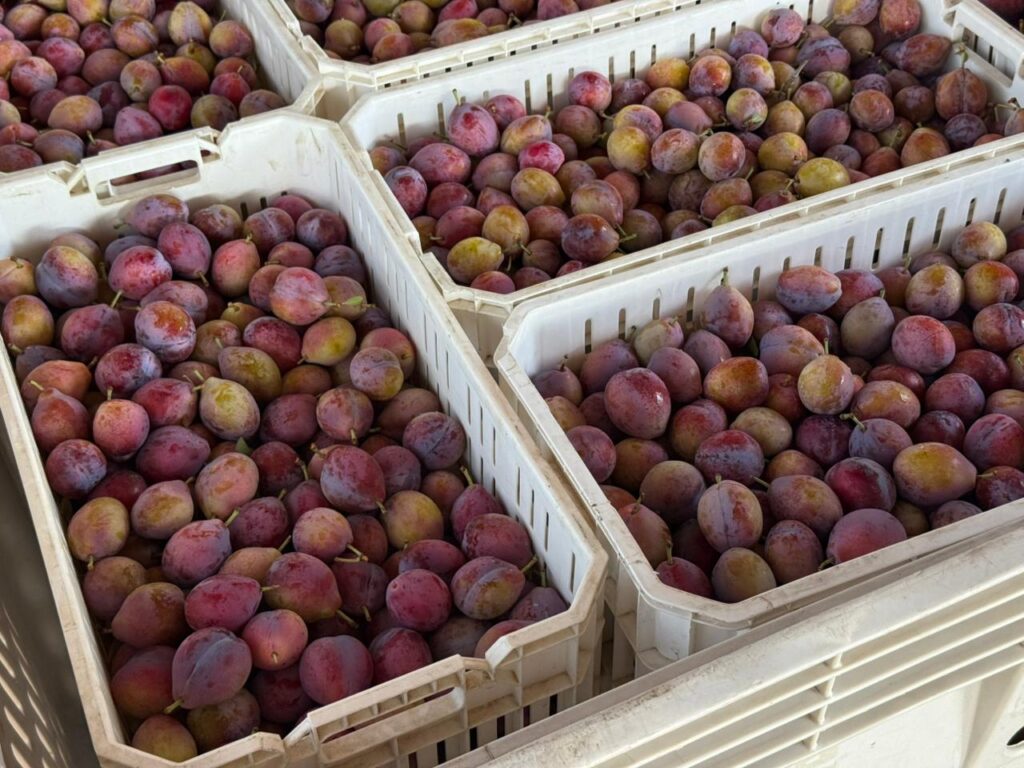 Copefrut apuesta por calidad y firmeza para consolidar la ciruela D’Agen fresca en China