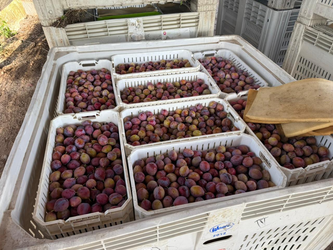 Cosecha de ciruelas D'Agen