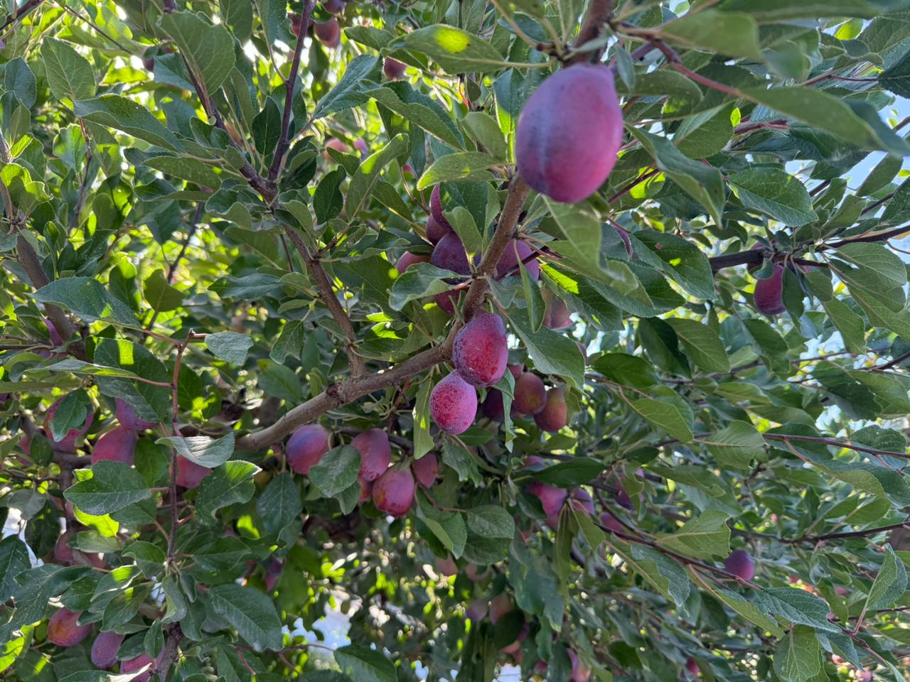 Producción de ciruela D'Agen