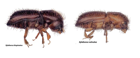 marchitamiento del laurel