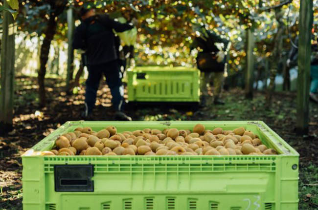 Producción de Kiwi de Zespri
