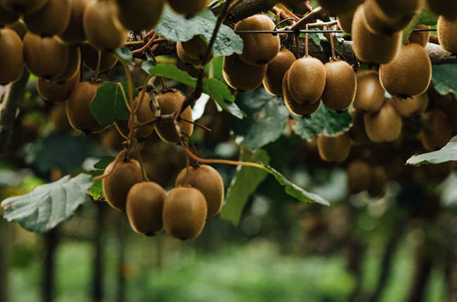 Huerto de kiwi de Zespri