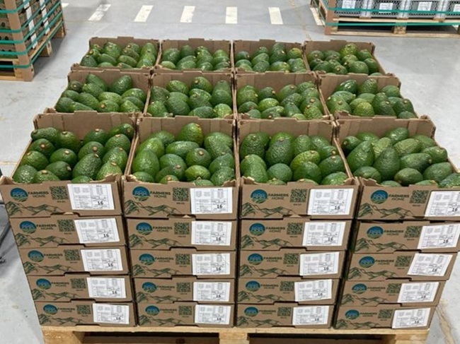 Colombia fortalece la exportación de aguacate Hass con el programa de Inspección en Puntos de Origen