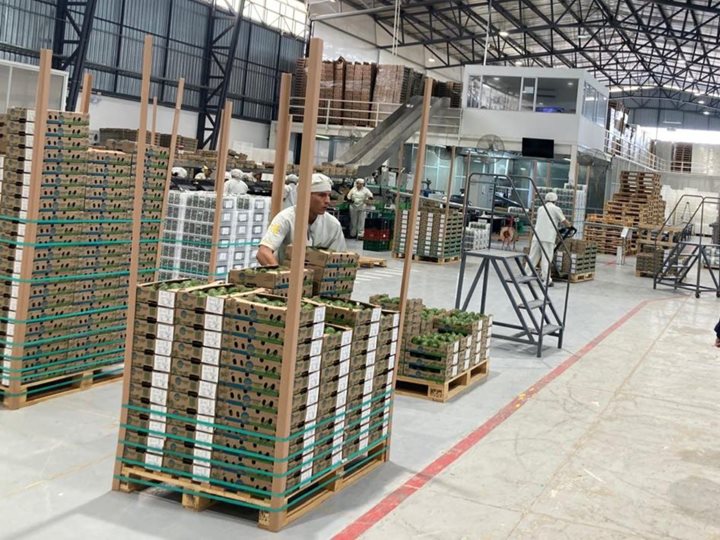 Colombia fortalece la exportación de aguacate Hass con el programa de Inspección en Puntos de Origen