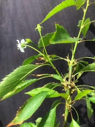 Cerezo siempreverde abre nuevas oportunidades frente al cambio climático