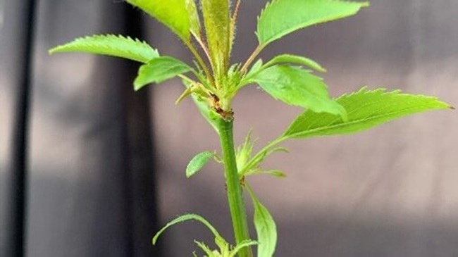 Cerezo siempreverde abre nuevas oportunidades frente al cambio climático