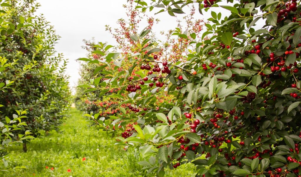 Cerezo siempreverde abre nuevas oportunidades frente al cambio climático