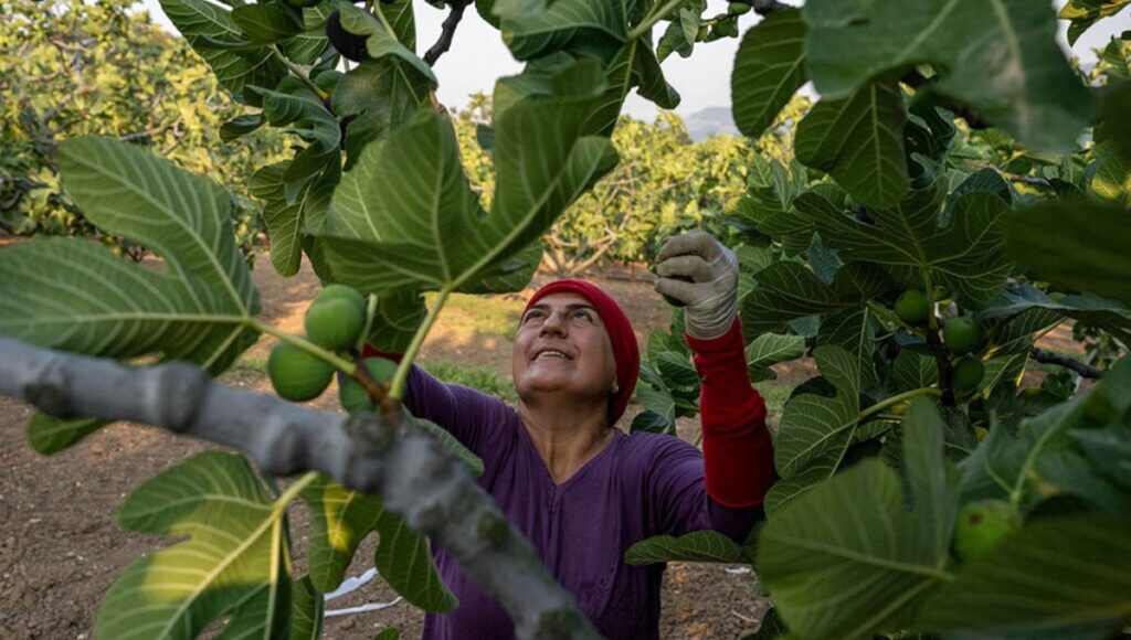 Los famosos higos negros de Bursa: un lucrativo trabajo hecho con amor en Turquía