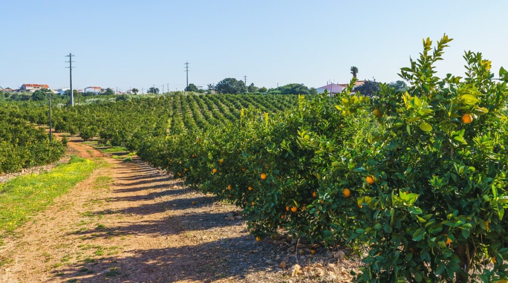 Colombia fortalece la vigilancia del HLB en cítricos con estudio conjunto entre el ICA y la Universidad Nacional de Colombia